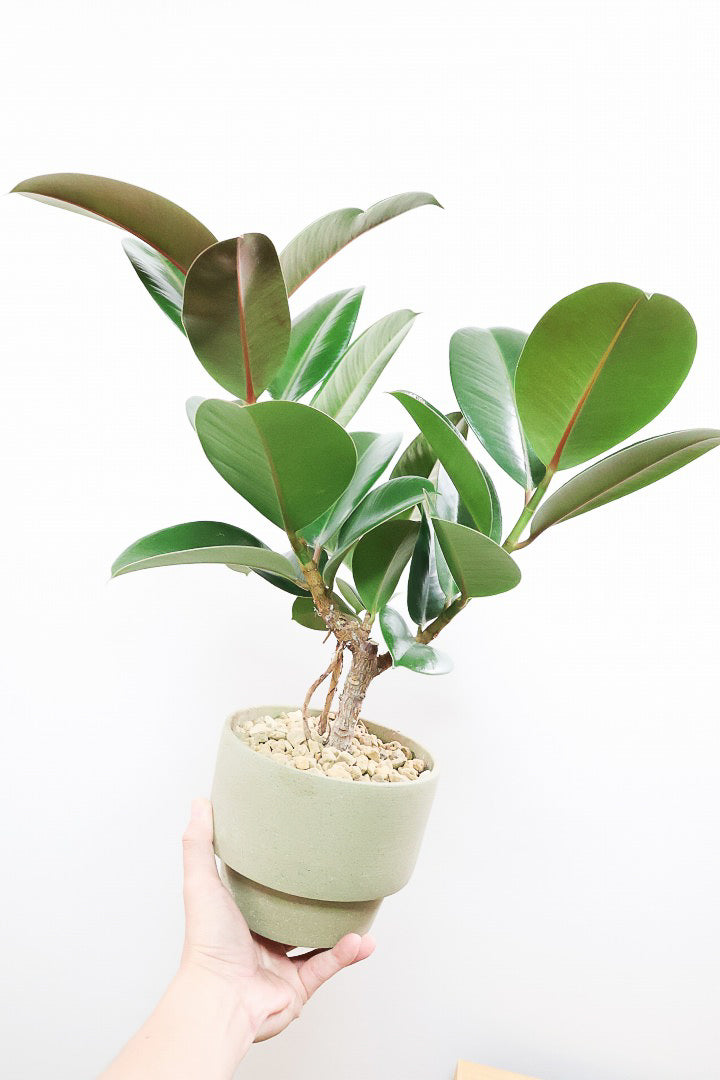 【フィカス ソフィア 】たまご型のかわいい葉！ブラックに近い濃いグリーンの葉がシブイ！ゴムの木の中でも育てやすい人気種です！