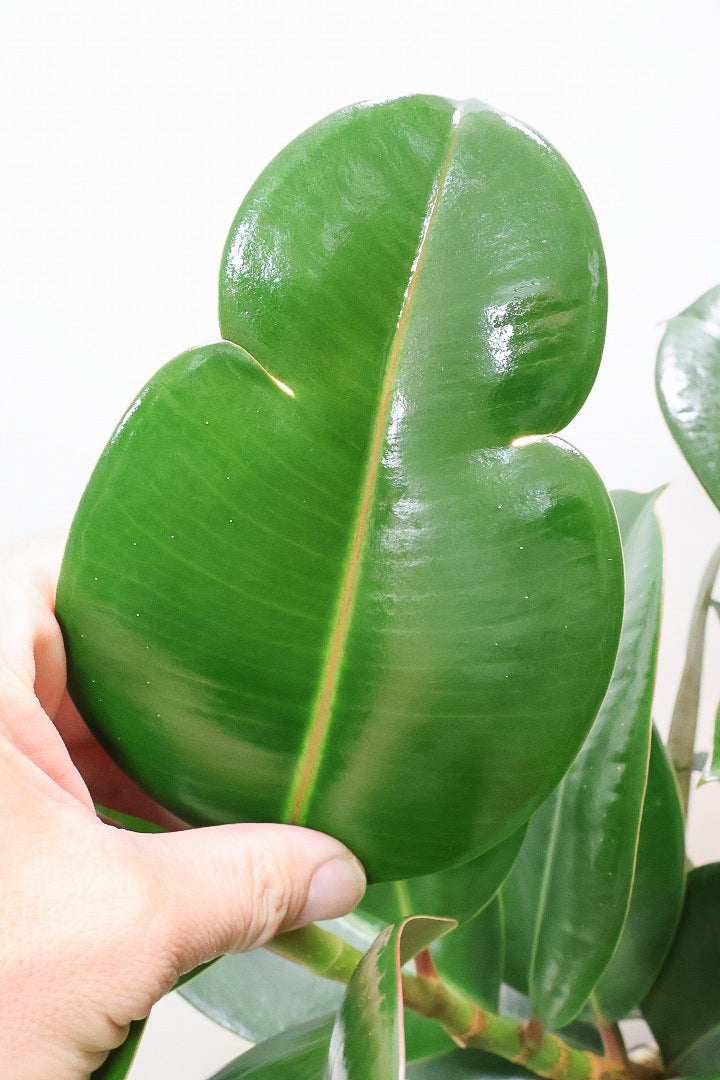 【フィカス ソフィア 】たまご型のかわいい葉！ブラックに近い濃いグリーンの葉がシブイ！ゴムの木の中でも育てやすい人気種です！