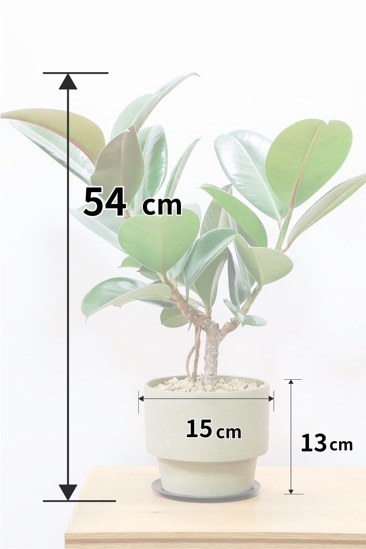【フィカス ソフィア 】たまご型のかわいい葉！ブラックに近い濃いグリーンの葉がシブイ！ゴムの木の中でも育てやすい人気種です！