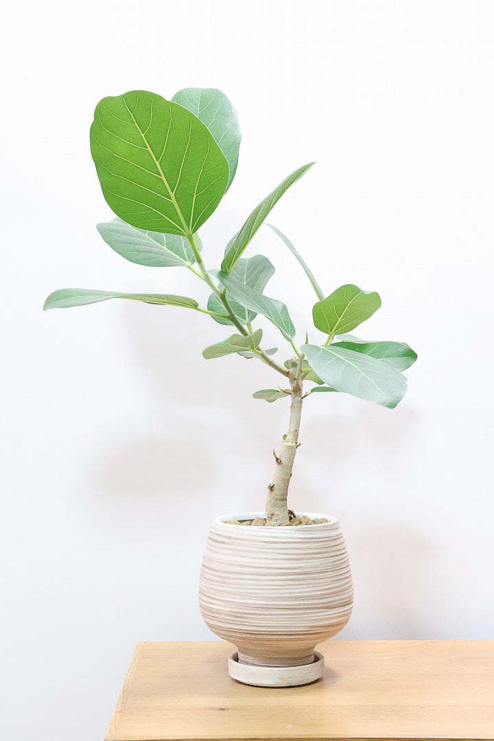 【フィカス ベンガレンシス】愛知県のこだわり樹形を作る生産者さんの素晴らしい逸品です！