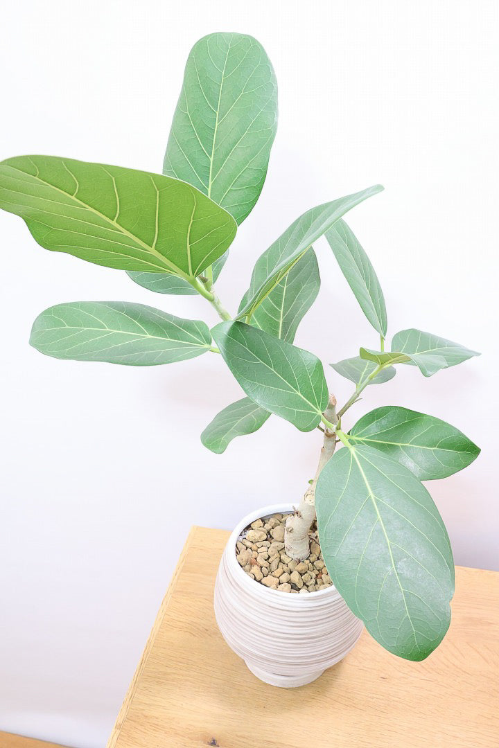 【フィカス ベンガレンシス】愛知県のこだわり樹形を作る生産者さんの素晴らしい逸品です！