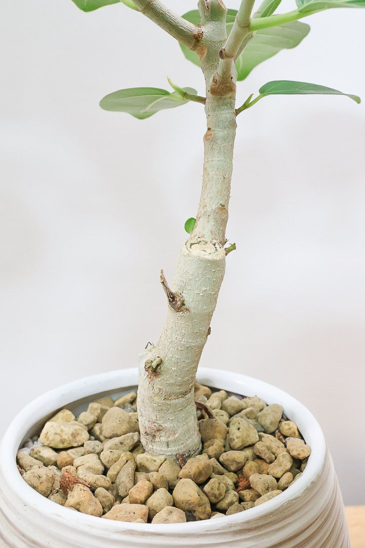 【フィカス ベンガレンシス】愛知県のこだわり樹形を作る生産者さんの素晴らしい逸品です！