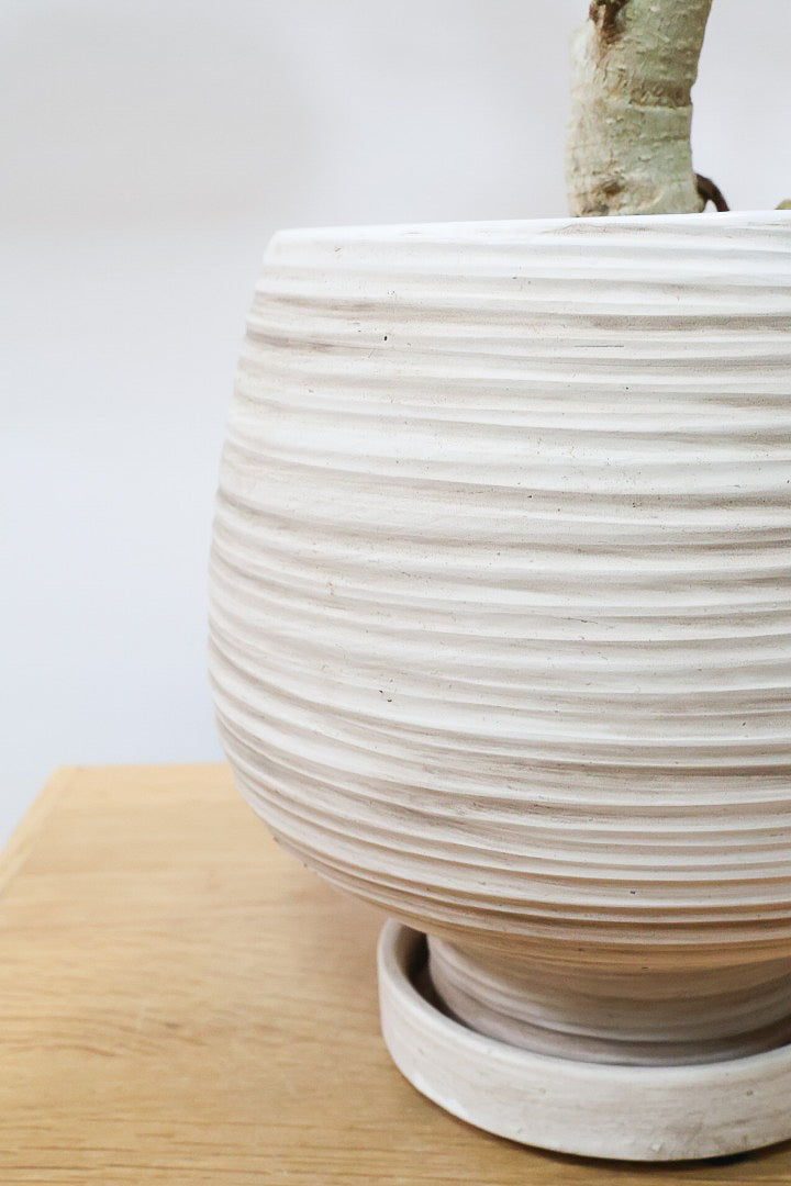 【フィカス ベンガレンシス】愛知県のこだわり樹形を作る生産者さんの素晴らしい逸品です！