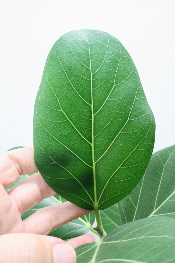 【フィカス ベンガレンシス】愛知県のこだわり樹形を作る生産者さんの素晴らしい逸品です！