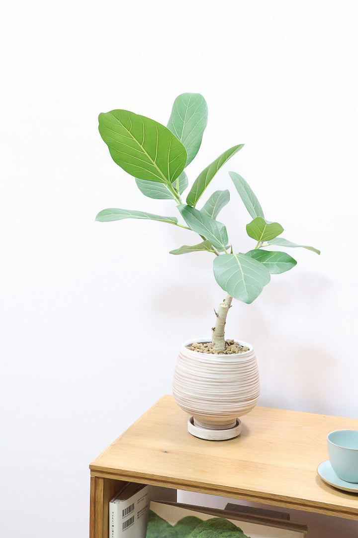 【フィカス ベンガレンシス】愛知県のこだわり樹形を作る生産者さんの素晴らしい逸品です！