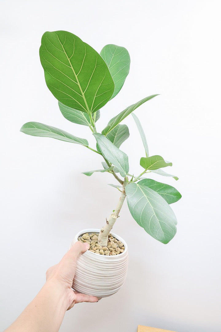 【フィカス ベンガレンシス】愛知県のこだわり樹形を作る生産者さんの素晴らしい逸品です！