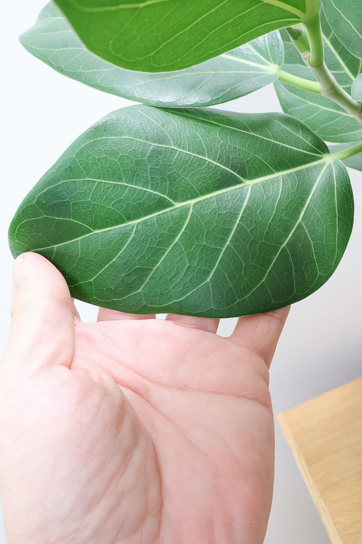 【フィカス ベンガレンシス】愛知県のこだわり樹形を作る生産者さんの素晴らしい逸品です！