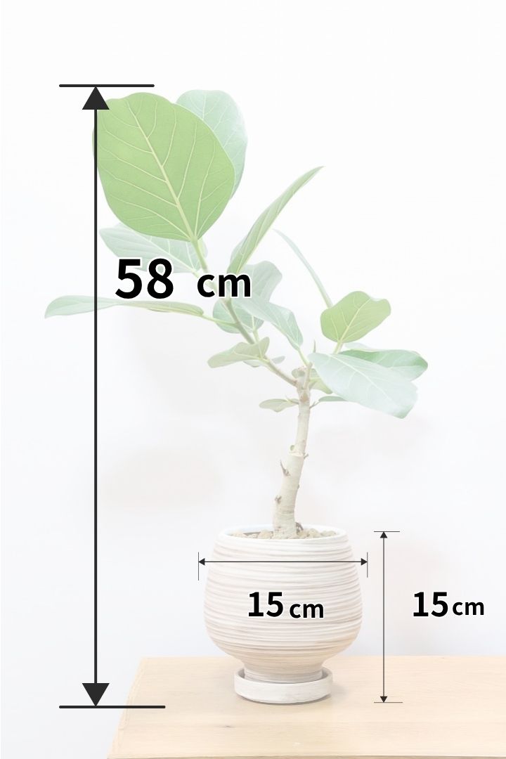 【フィカス ベンガレンシス】愛知県のこだわり樹形を作る生産者さんの素晴らしい逸品です！