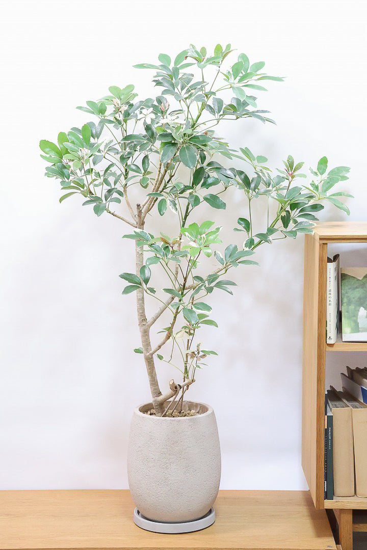 大型インテリア観葉植物 大型インテリア観葉植物 大型の観葉植物 - tree tree ～おしゃれな観葉