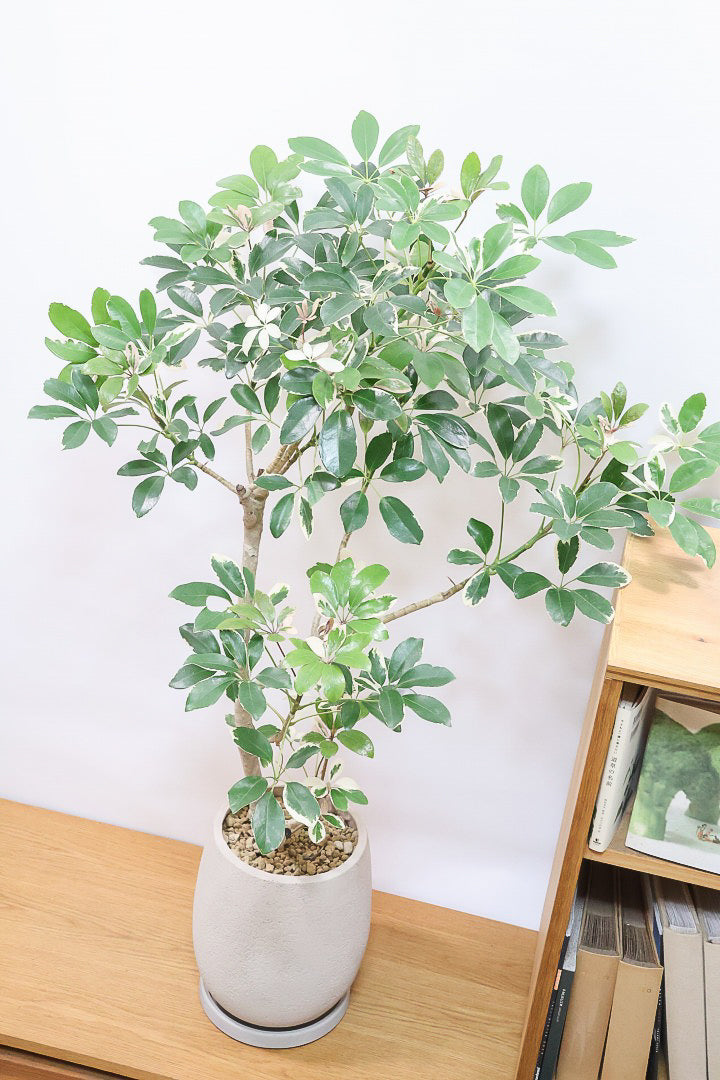 【シェフレラ バリエガタ】カッコいい樹形と良い大きさ！ホワイト＆グリーンのとってもかわいい葉が特徴です！