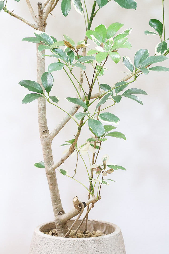 【シェフレラ バリエガタ】カッコいい樹形と良い大きさ！ホワイト＆グリーンのとってもかわいい葉が特徴です！