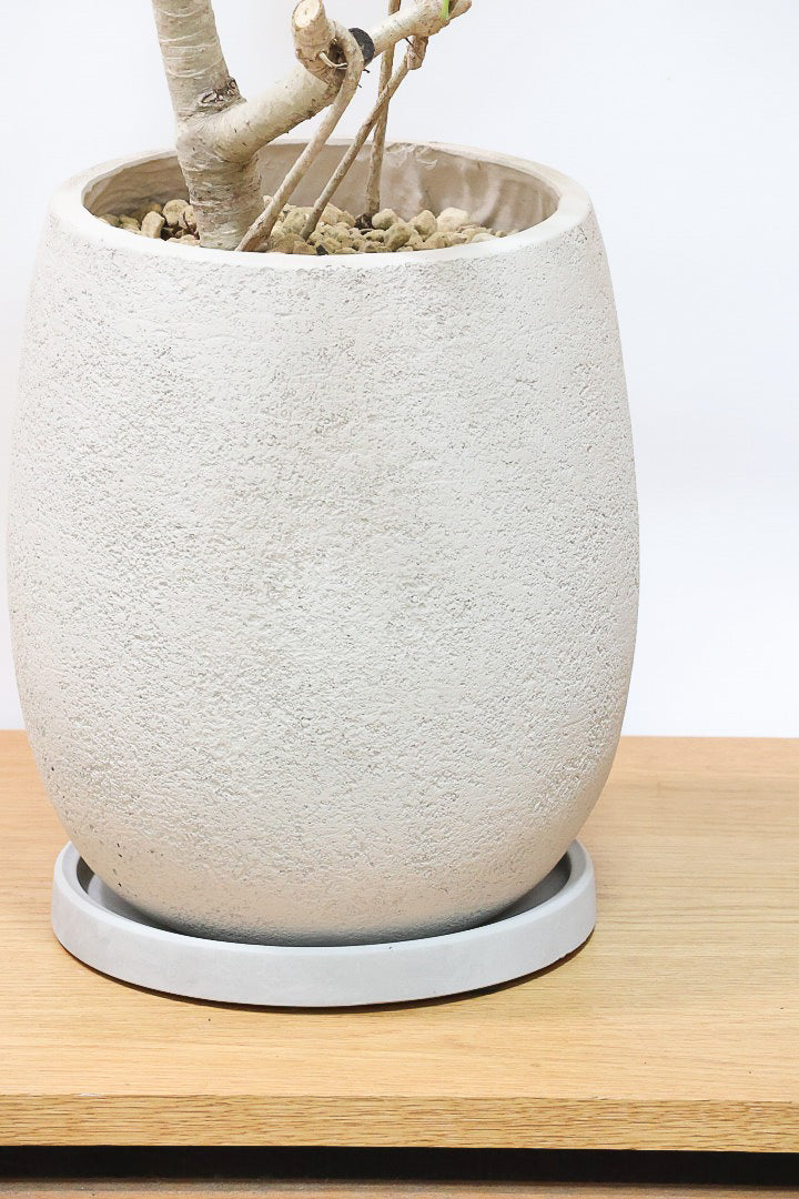 【シェフレラ バリエガタ】カッコいい樹形と良い大きさ！ホワイト＆グリーンのとってもかわいい葉が特徴です！