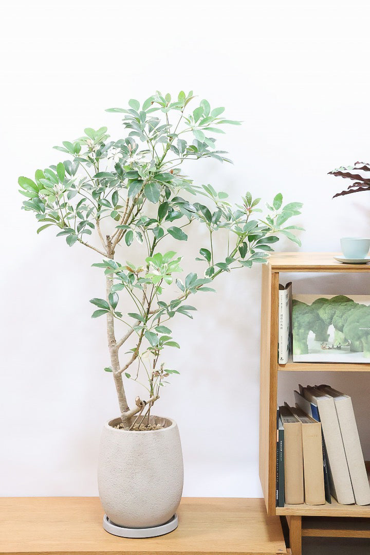 【シェフレラ バリエガタ】カッコいい樹形と良い大きさ！ホワイト＆グリーンのとってもかわいい葉が特徴です！