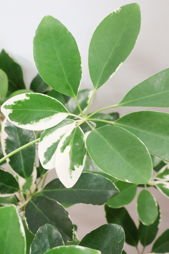 【シェフレラ バリエガタ】カッコいい樹形と良い大きさ！ホワイト＆グリーンのとってもかわいい葉が特徴です！