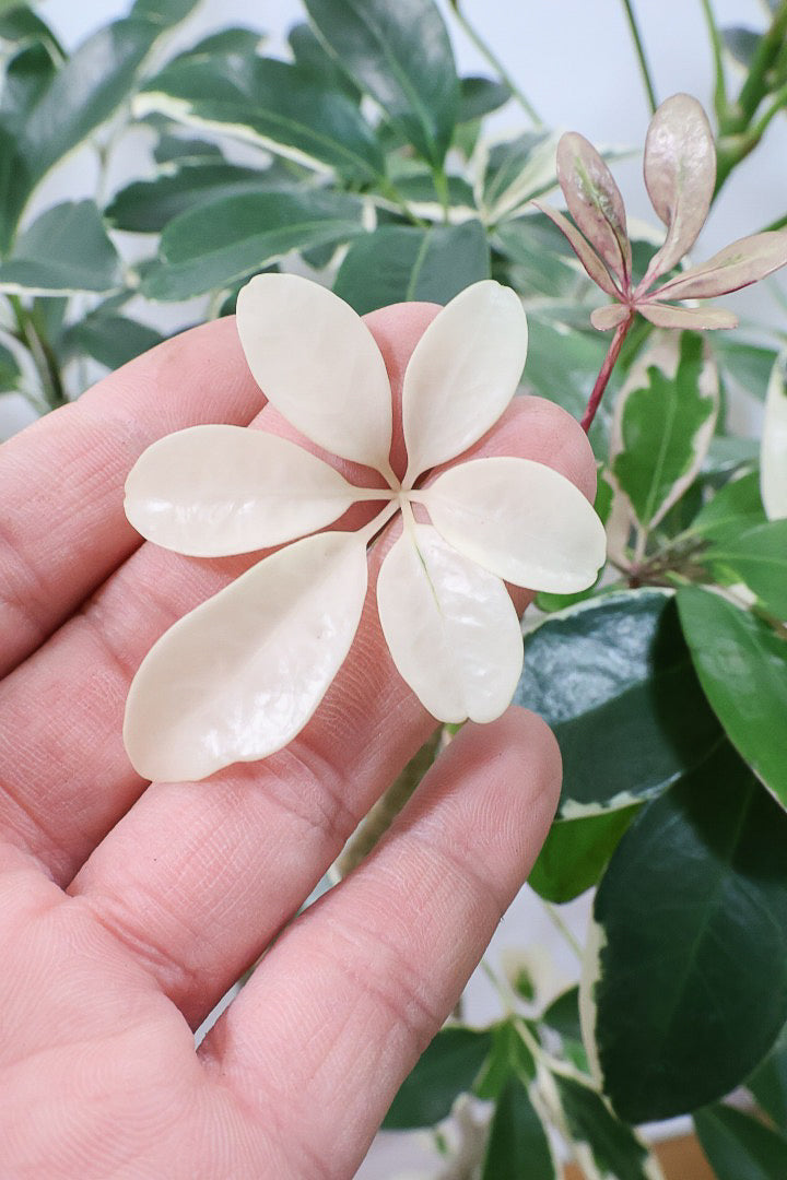 【シェフレラ バリエガタ】カッコいい樹形と良い大きさ！ホワイト＆グリーンのとってもかわいい葉が特徴です！