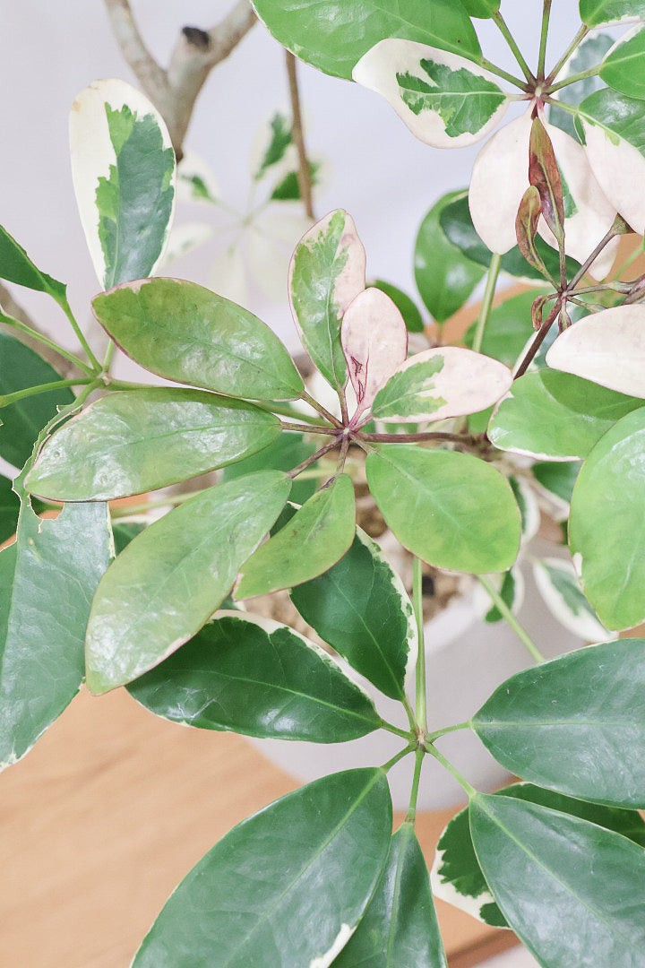 【シェフレラ バリエガタ】カッコいい樹形と良い大きさ！ホワイト＆グリーンのとってもかわいい葉が特徴です！