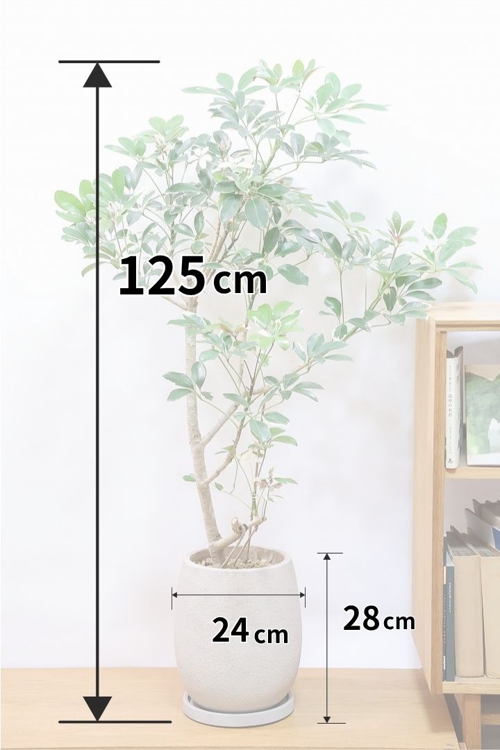 【シェフレラ バリエガタ】カッコいい樹形と良い大きさ！ホワイト＆グリーンのとってもかわいい葉が特徴です！
