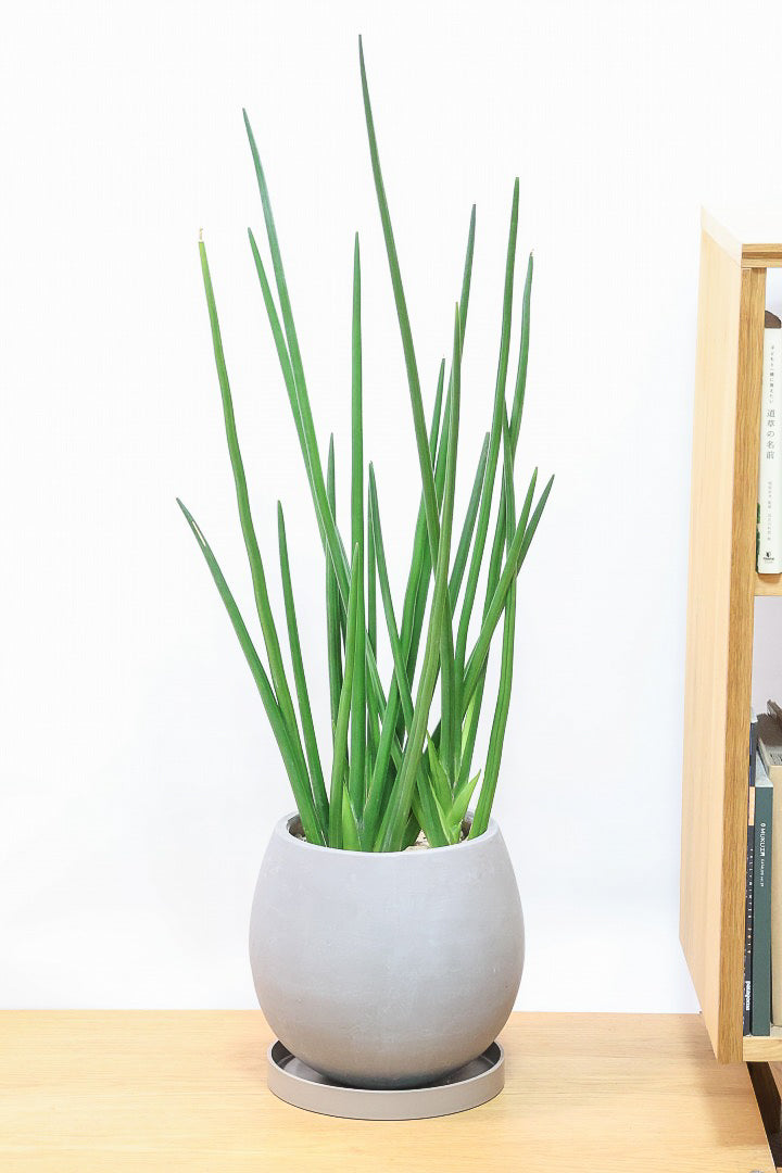 【サンスベリア エリスラエイ】希少品種!スティック状のの美しい葉が特徴の観葉植物です！