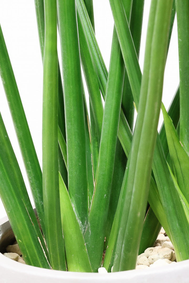 【サンスベリア エリスラエイ】希少品種!スティック状のの美しい葉が特徴の観葉植物です！