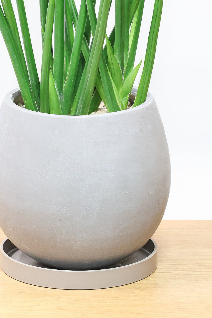 【サンスベリア エリスラエイ】希少品種!スティック状のの美しい葉が特徴の観葉植物です！