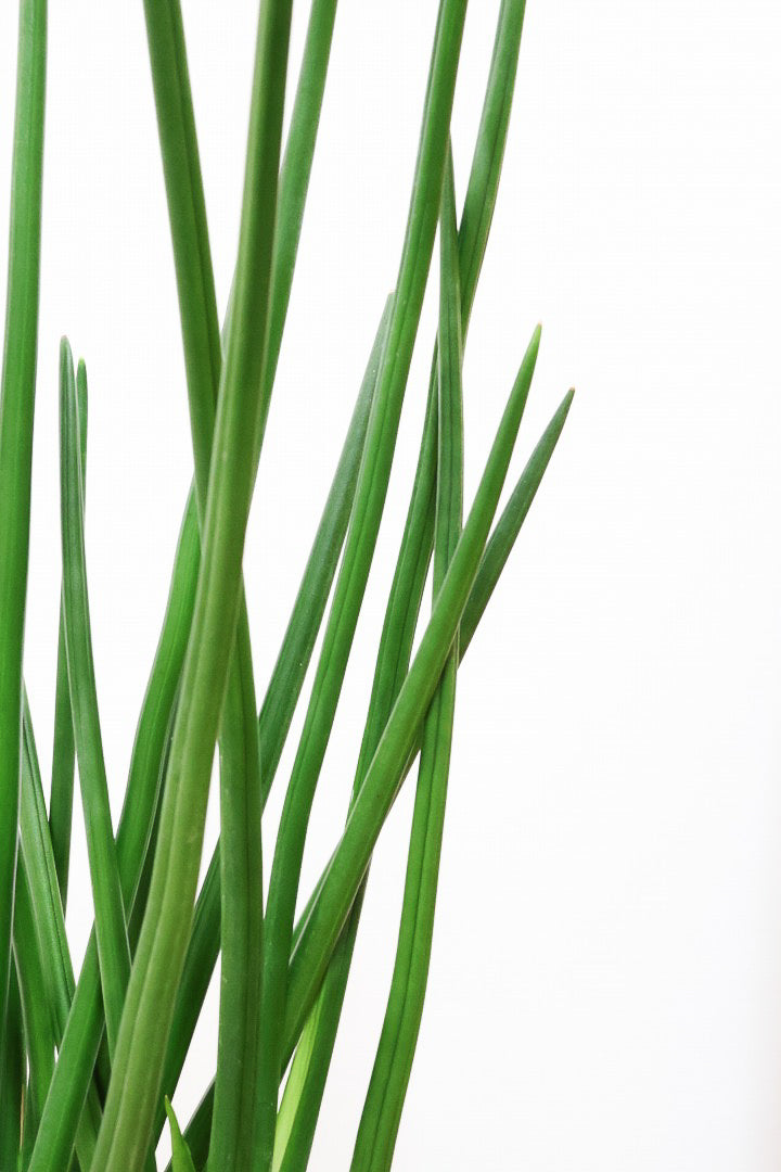 【サンスベリア エリスラエイ】希少品種!スティック状のの美しい葉が特徴の観葉植物です！