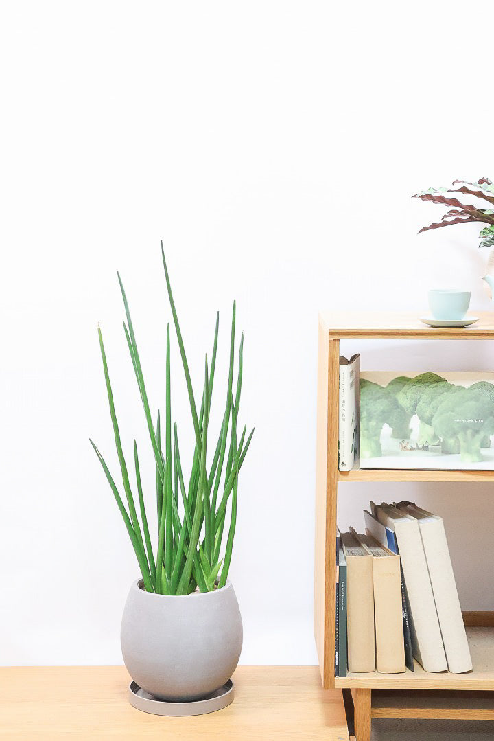 【サンスベリア エリスラエイ】希少品種!スティック状のの美しい葉が特徴の観葉植物です！