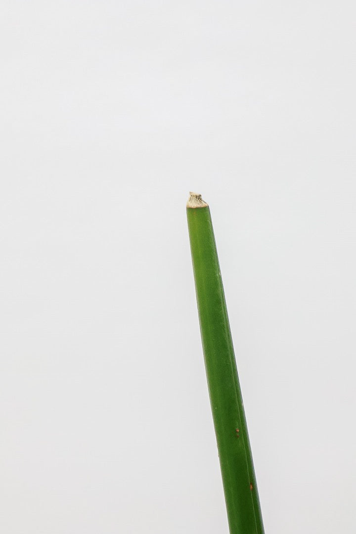 【サンスベリア エリスラエイ】希少品種!スティック状のの美しい葉が特徴の観葉植物です！