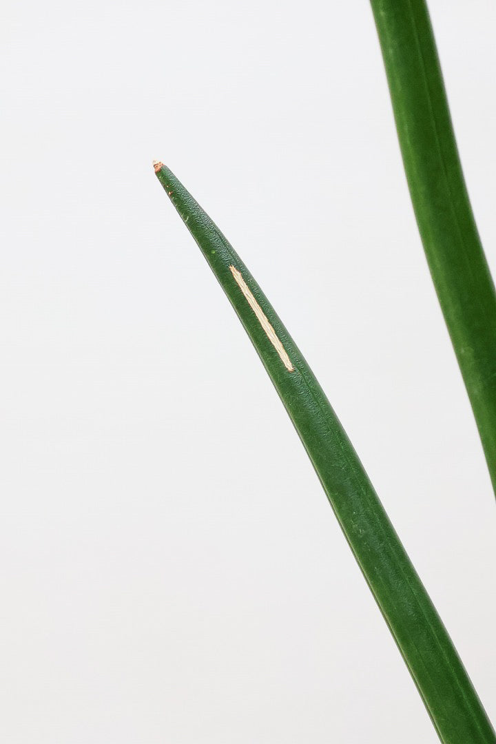 【サンスベリア エリスラエイ】希少品種!スティック状のの美しい葉が特徴の観葉植物です！