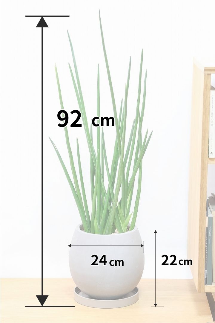 【サンスベリア エリスラエイ】希少品種!スティック状のの美しい葉が特徴の観葉植物です！