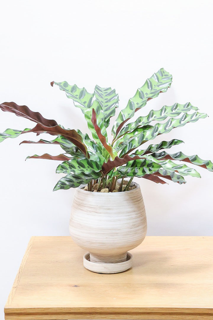 【カラテア インシグニス】生産者さんがボリュームのある素晴らしい個体の物を出荷してくださいましたのでボリュームは保証します！