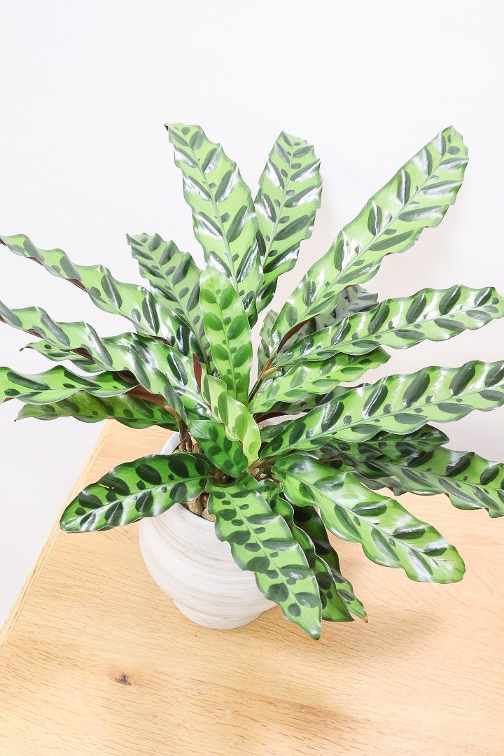 【カラテア インシグニス】生産者さんがボリュームのある素晴らしい個体の物を出荷してくださいましたのでボリュームは保証します！