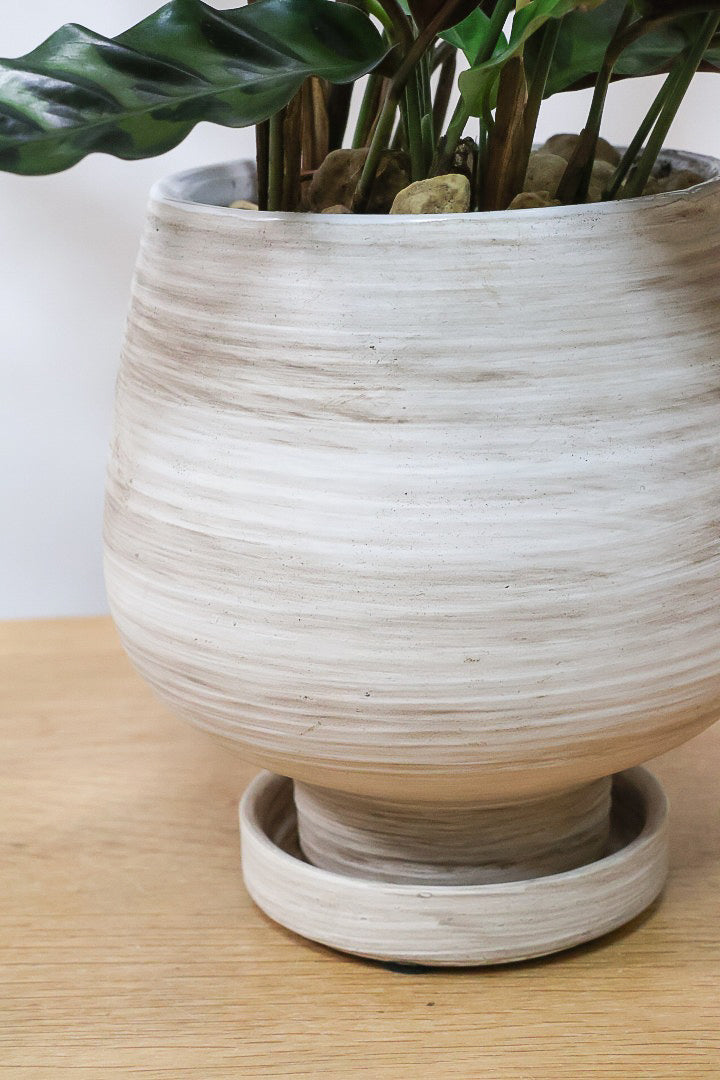 【カラテア インシグニス】生産者さんがボリュームのある素晴らしい個体の物を出荷してくださいましたのでボリュームは保証します！