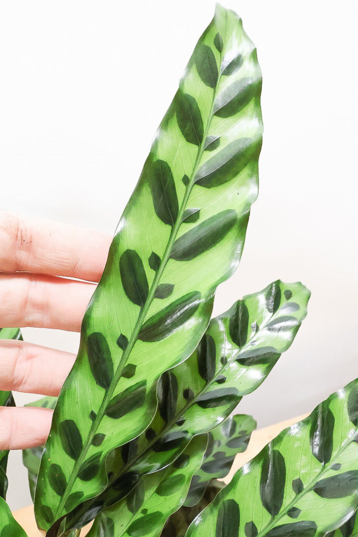 【カラテア インシグニス】生産者さんがボリュームのある素晴らしい個体の物を出荷してくださいましたのでボリュームは保証します！