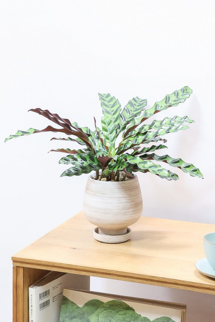 【カラテア インシグニス】生産者さんがボリュームのある素晴らしい個体の物を出荷してくださいましたのでボリュームは保証します！