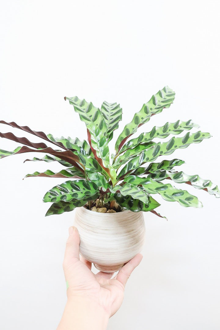 【カラテア インシグニス】生産者さんがボリュームのある素晴らしい個体の物を出荷してくださいましたのでボリュームは保証します！