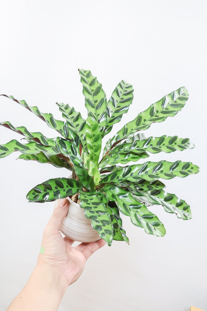 【カラテア インシグニス】生産者さんがボリュームのある素晴らしい個体の物を出荷してくださいましたのでボリュームは保証します！