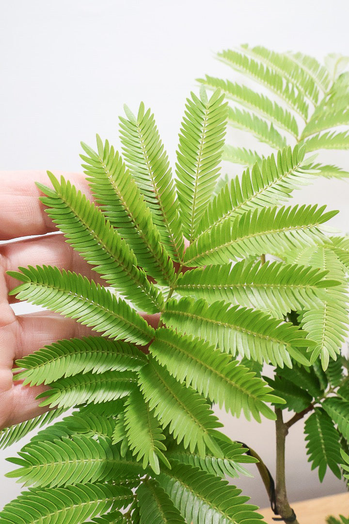 【エバーフレッシュ】程よいサイズ感！そして雰囲気のある素敵な樹形！葉のバランスがとてもイイ感じですのでおススメです！