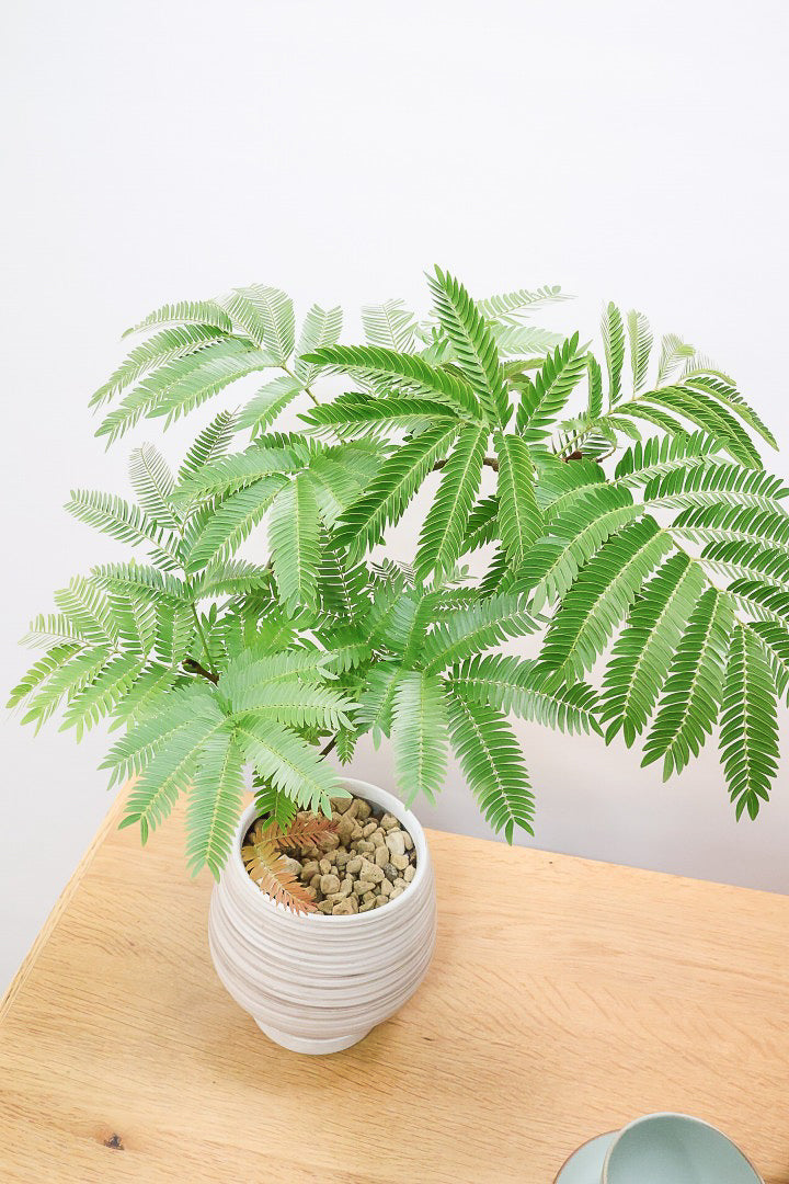 【エバーフレッシュ】程よいサイズ感！そして雰囲気のある素敵な樹形！葉のバランスがとてもイイ感じですのでおススメです！