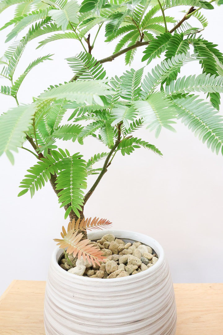 【エバーフレッシュ】程よいサイズ感！そして雰囲気のある素敵な樹形！葉のバランスがとてもイイ感じですのでおススメです！