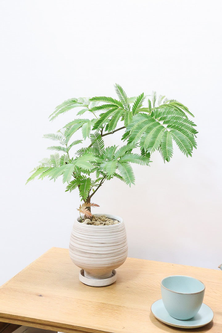 【エバーフレッシュ】程よいサイズ感！そして雰囲気のある素敵な樹形！葉のバランスがとてもイイ感じですのでおススメです！