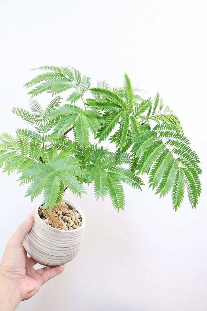 【エバーフレッシュ】程よいサイズ感！そして雰囲気のある素敵な樹形！葉のバランスがとてもイイ感じですのでおススメです！