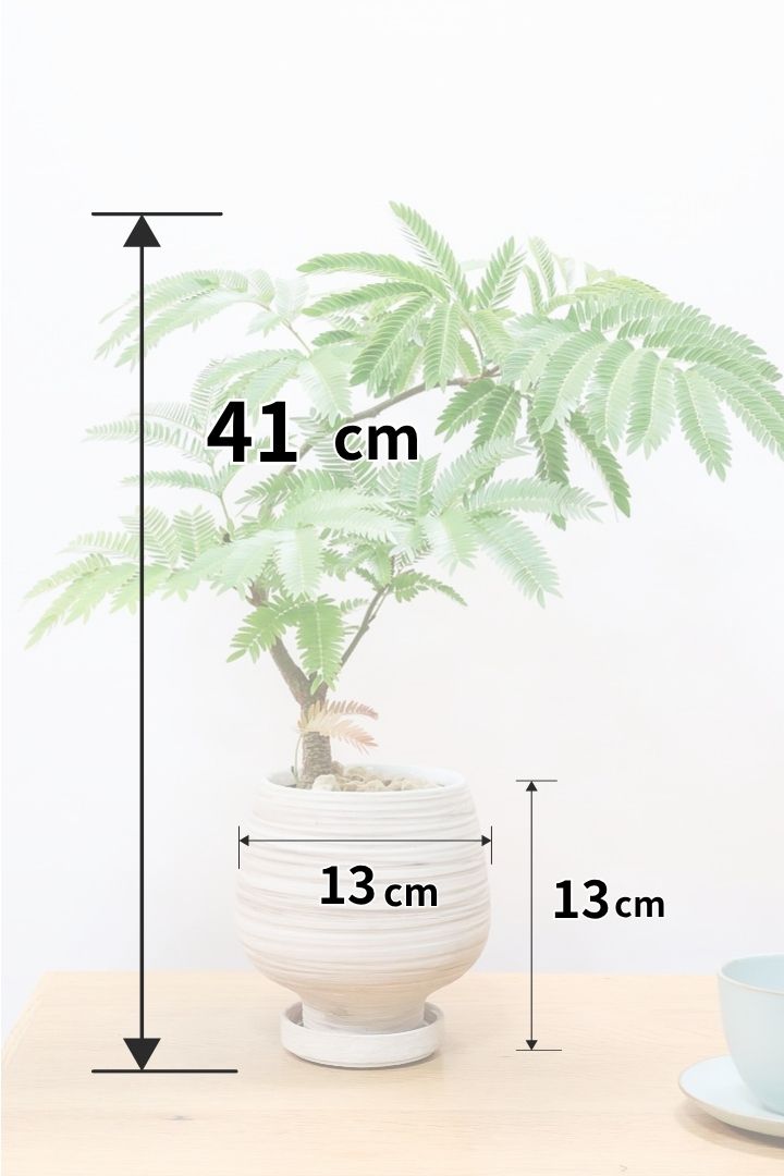 エバーフレッシュWIV60794S| 観葉植物の通信販売 | APEGO(アペーゴ)