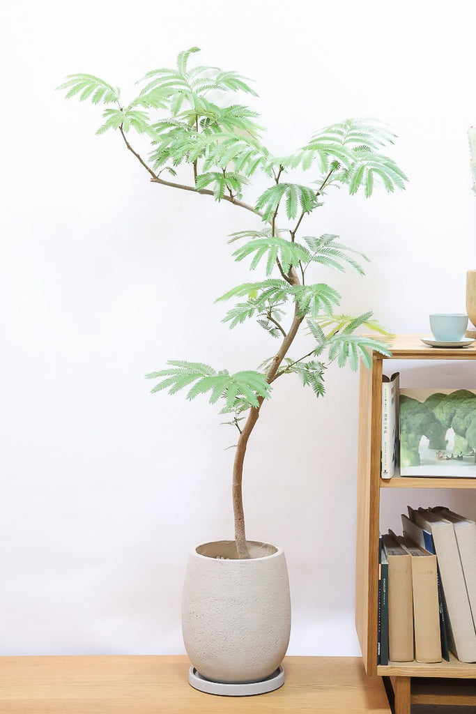 エバーフレッシュ 1 エバーフレッシュGIV60795| 観葉植物の通信販売 | APEGO(アペーゴ)