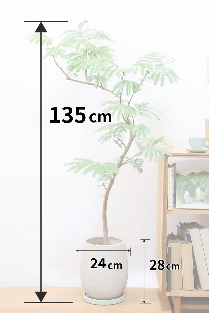 エバーフレッシュGIV60795| 観葉植物の通信販売 | APEGO(アペーゴ)