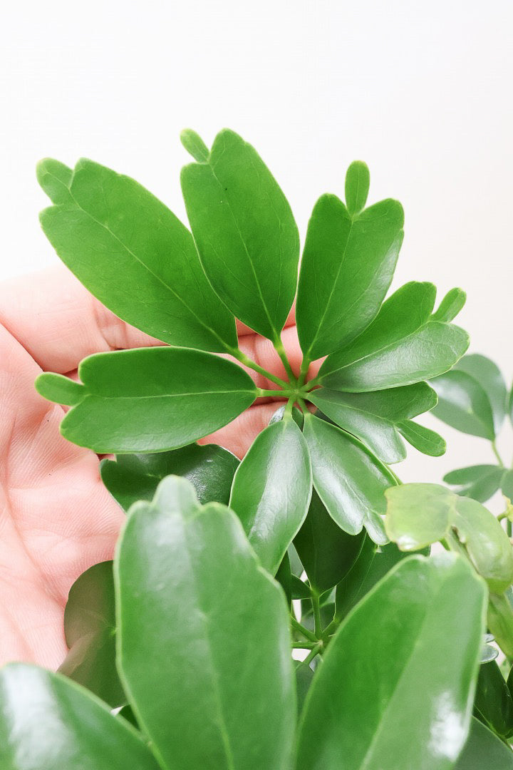 【シェフレラ レナータ】このサイズは今回がラスト！温暖な鹿児島県指宿市で育てられたとても美しいカーブの樹形です！