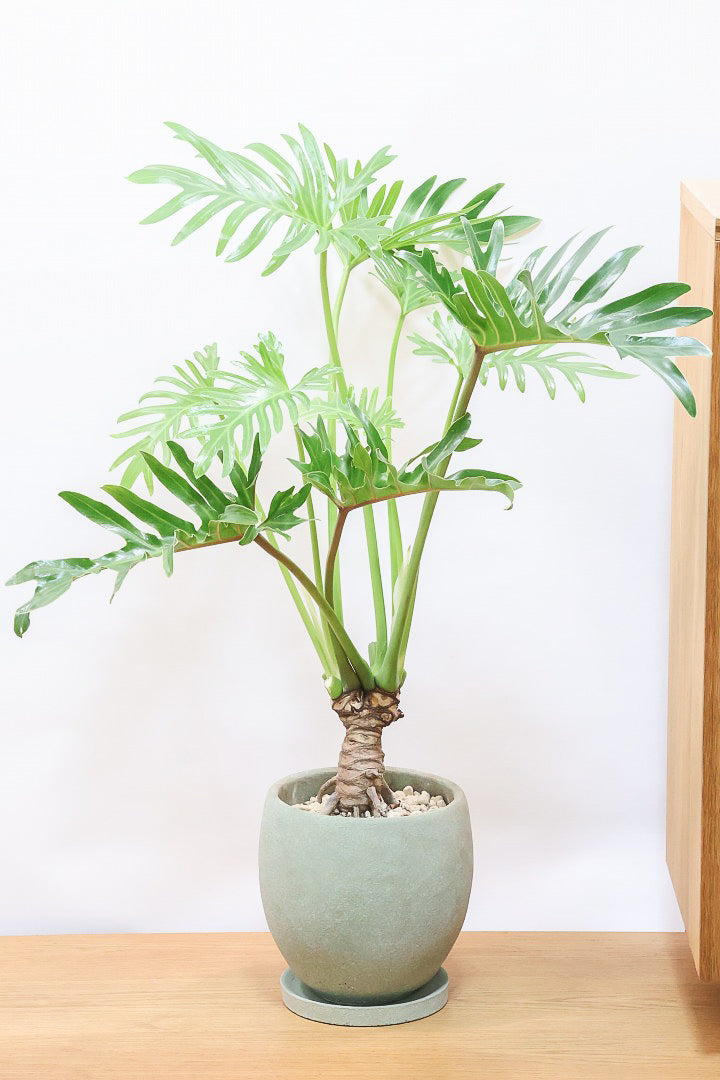 【ジャイアント ザナドゥ】沖縄でゴリゴリの樹形に育てられました！ここまでの樹形は希少ですよ！