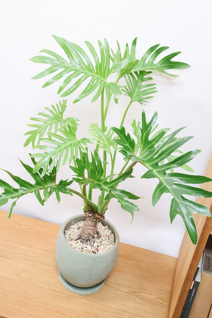 【ジャイアント ザナドゥ】沖縄でゴリゴリの樹形に育てられました！ここまでの樹形は希少ですよ！