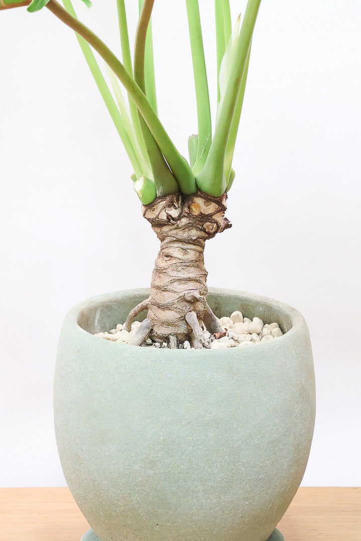 【ジャイアント ザナドゥ】沖縄でゴリゴリの樹形に育てられました！ここまでの樹形は希少ですよ！