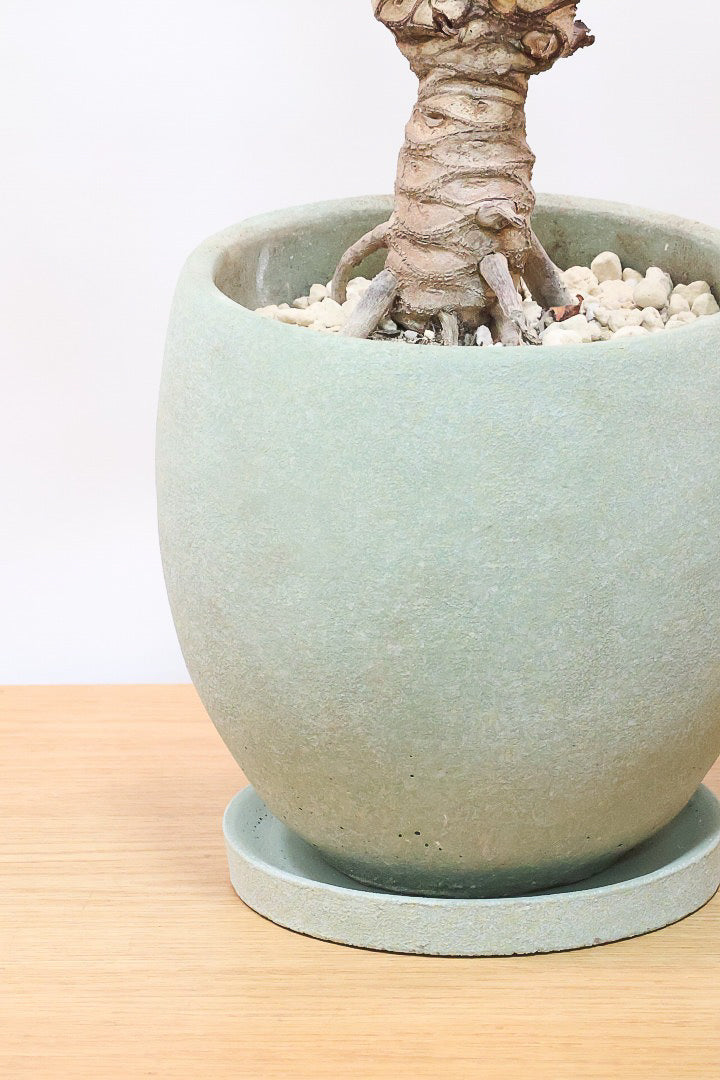 【ジャイアント ザナドゥ】沖縄でゴリゴリの樹形に育てられました！ここまでの樹形は希少ですよ！