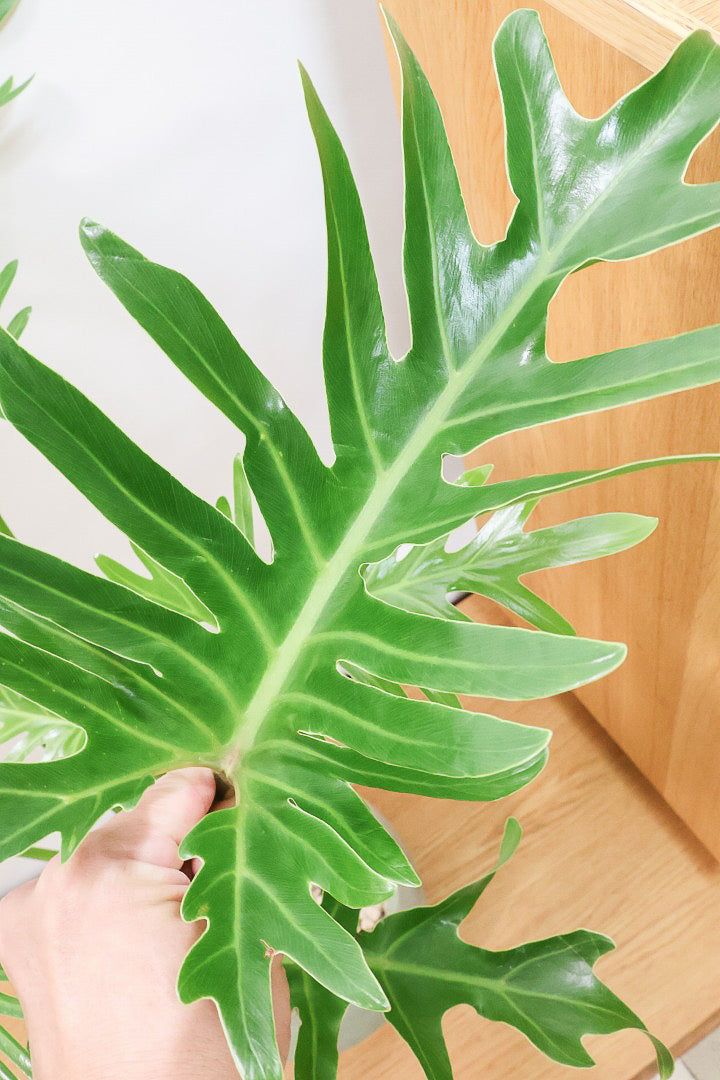 【ジャイアント ザナドゥ】沖縄でゴリゴリの樹形に育てられました！ここまでの樹形は希少ですよ！